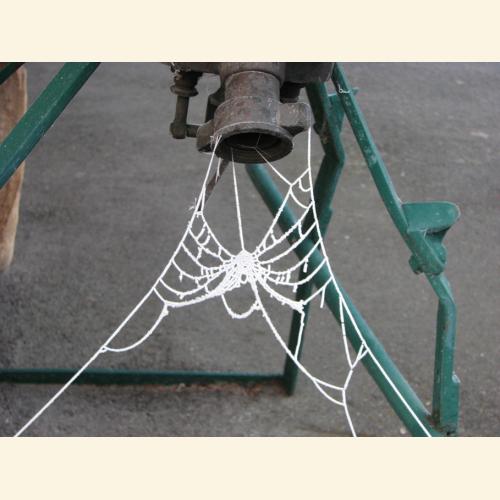 Foto `Spinnennetz im Raureif`