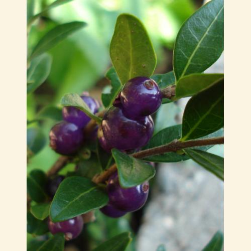Foto `Farbenprächtige Beeren`