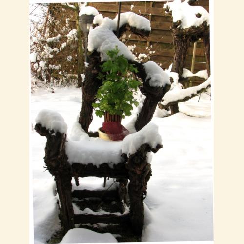Foto `zartes Rebengrün im Schnee`