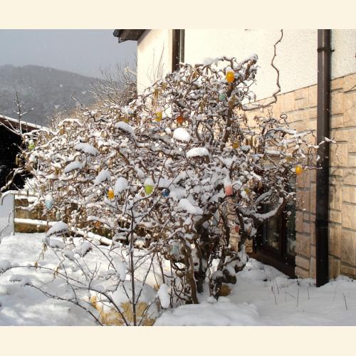 Foto `Osterstrauch im Schnee`