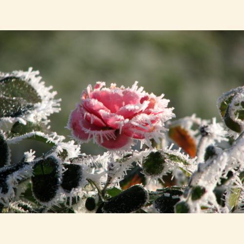 Foto ` Rosenblüte im Wintermärchen`