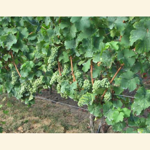 Foto `Weisser Riesling Anfang August 2018`