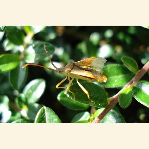 Foto `Käfer vor dem Abflug`