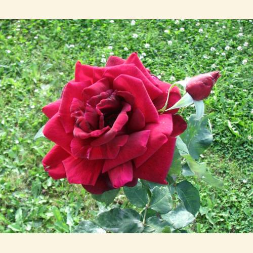 Foto `Rosenblüte  der Papa Maillard`