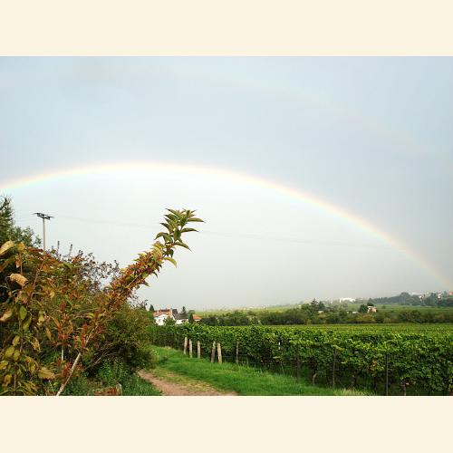 Foto `Regenbogen überm Rebenmeer`