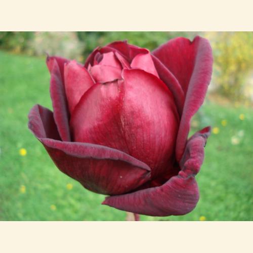 Foto `dunkelrote Rose`