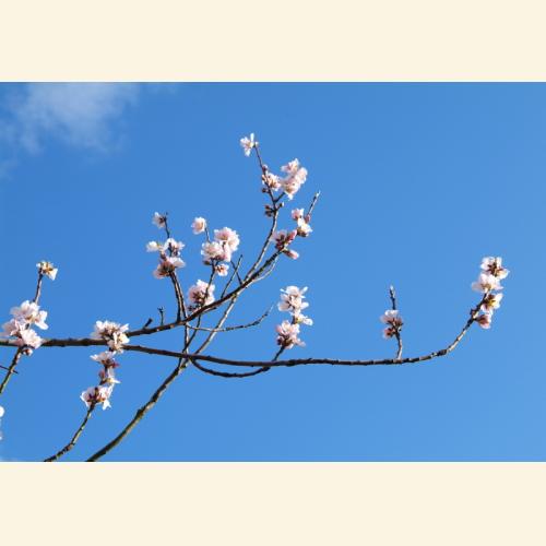Foto `einzigartige Mandelblüte`