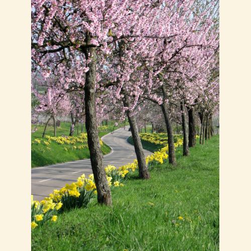 Foto `Mandelblüten und Osterglocken an der Weinstraße `